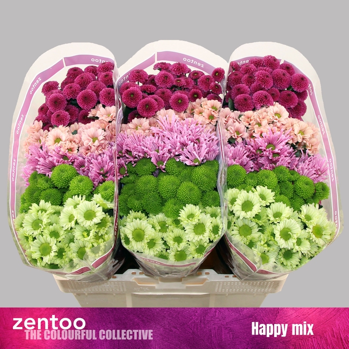 <h4>Chrysanten Chr S Gem</h4>