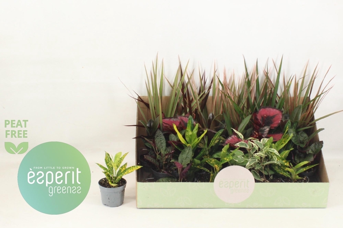 <h4>KAMERPL GEM OV</h4>