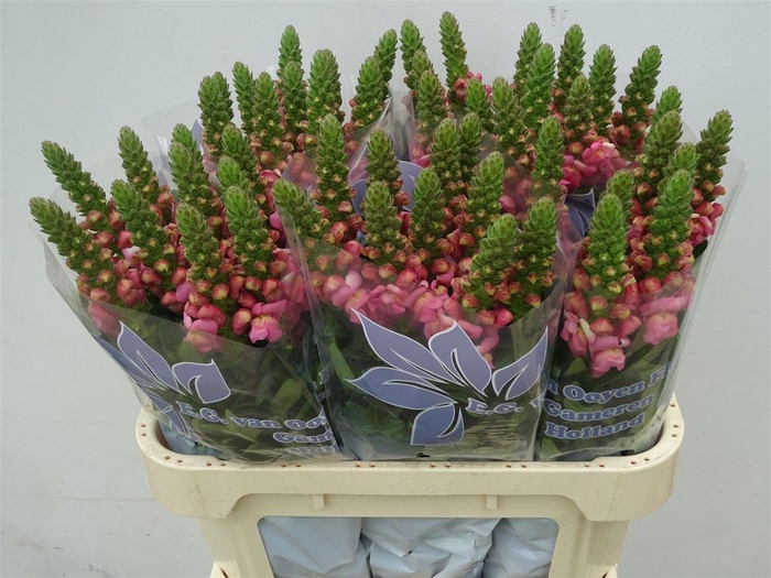 <h4>Antir Cool Rose</h4>