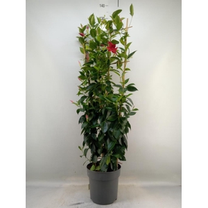 Mandevilla sand. 'Bella'   ...mix