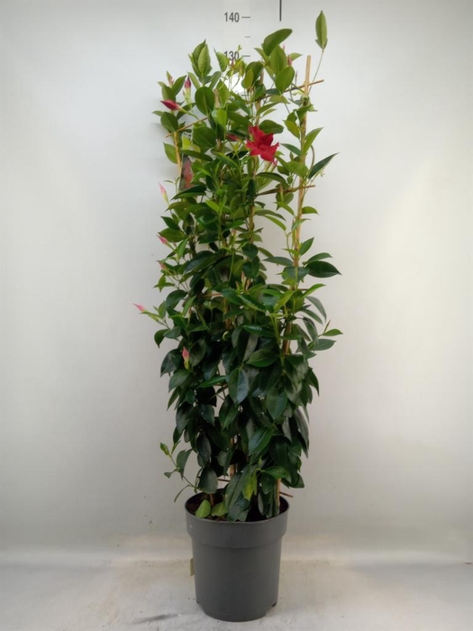 <h4>Mandevilla sand. 'Bella'   ...mix</h4>