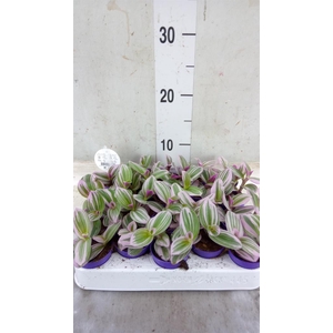 Tradescantia cerinth. 'Nanouk'