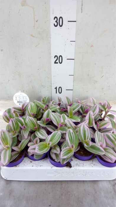 <h4>Tradescantia cerinth. 'Nanouk'</h4>