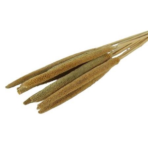 Dried Babala Naturel 10pcs Bunch