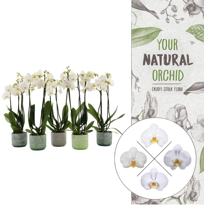 <h4>Your Natural Orchid | Mix seizoenskeramiek | Phal 2 spike</h4>