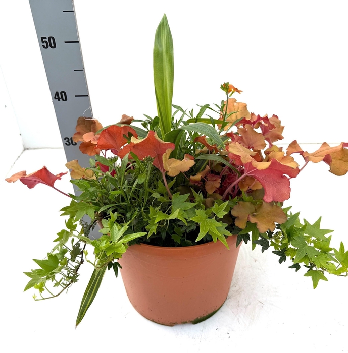 <h4>Vaste Pl Gem In Pot</h4>