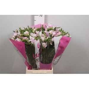 Fr Du Rosario (op Kleur!)