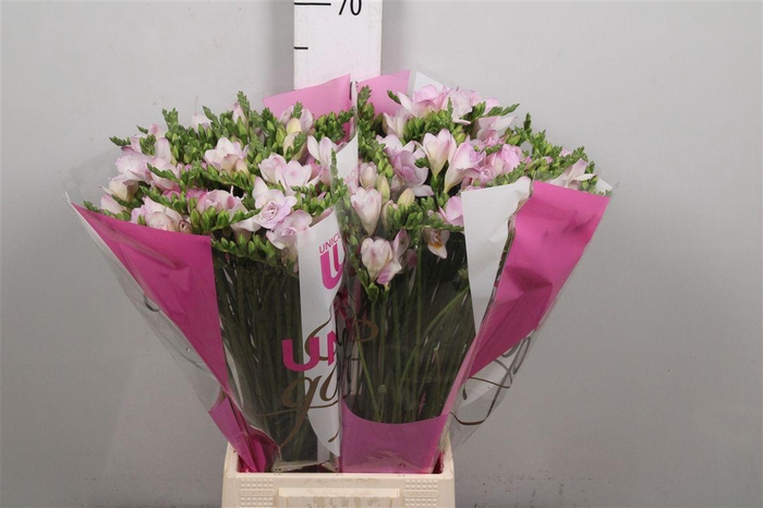 <h4>Fr Du Rosario (op Kleur!)</h4>