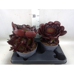 xSemponium 'Destiny'