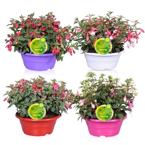 FUCHSIA B F GEM