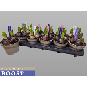 HYACIN PEAR GEM 4 KL