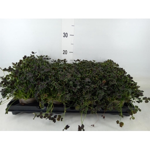 Trifolium repens 'Dark Debbie'