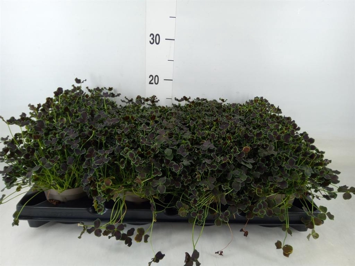 <h4>Trifolium repens 'Dark Debbie'</h4>