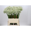 Allium Mount Everest