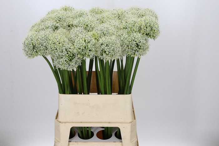 Allium Mount Everest