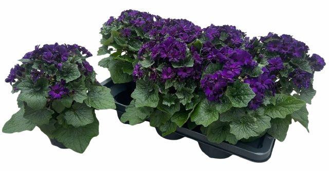 <h4>PERI C MAN PURPLE P14</h4>