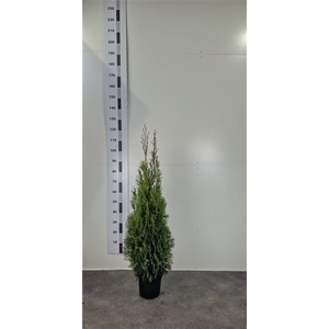 Thuja occ. 'Smaragd'