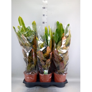 Codiaeum var. GR 'Excellent'