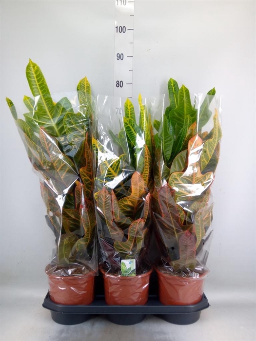 <h4>Codiaeum var. GR 'Excellent'</h4>