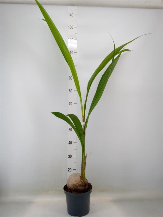 <h4>Cocos nucifera</h4>