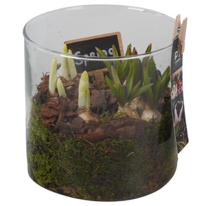 PTBM3950 Arrangement Flower Bulbs Mix in glazen vaas