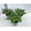 Cuphea hyssopifolia