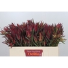 Leucadendron Fireglow Spray