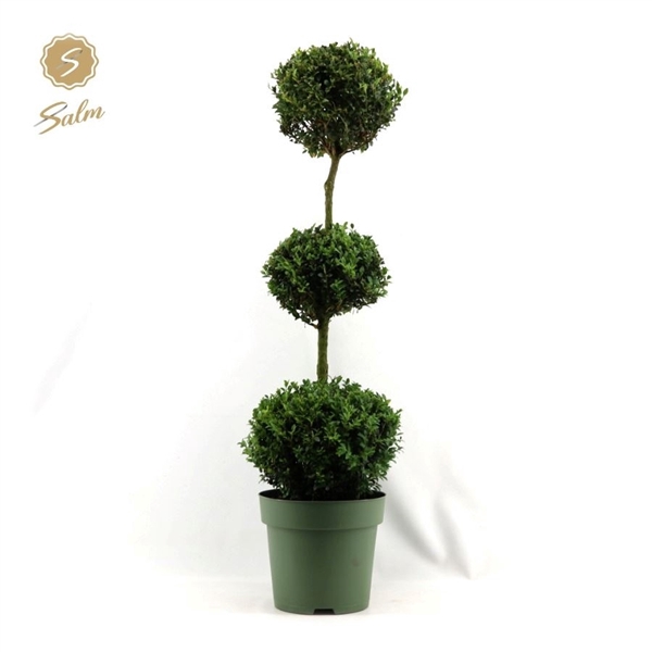 <h4>Buxus semp. Trio-Ball</h4>