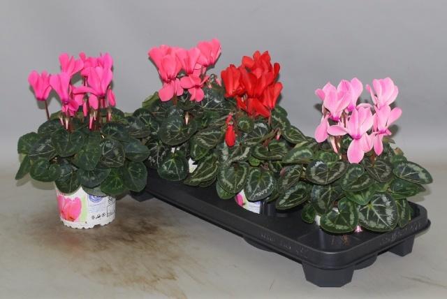 <h4>CYCL GR SUP XL</h4>