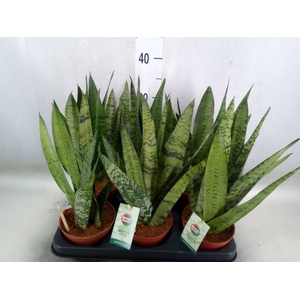 Sansevieria zeylanica