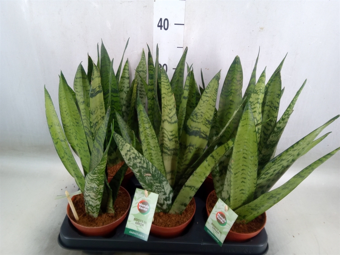 <h4>Sansevieria zeylanica</h4>