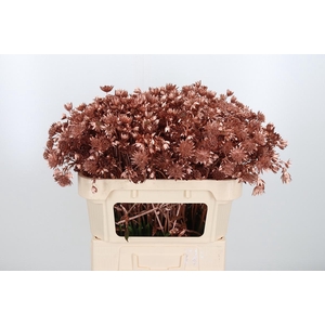 Astrantia Kl Bh Koper