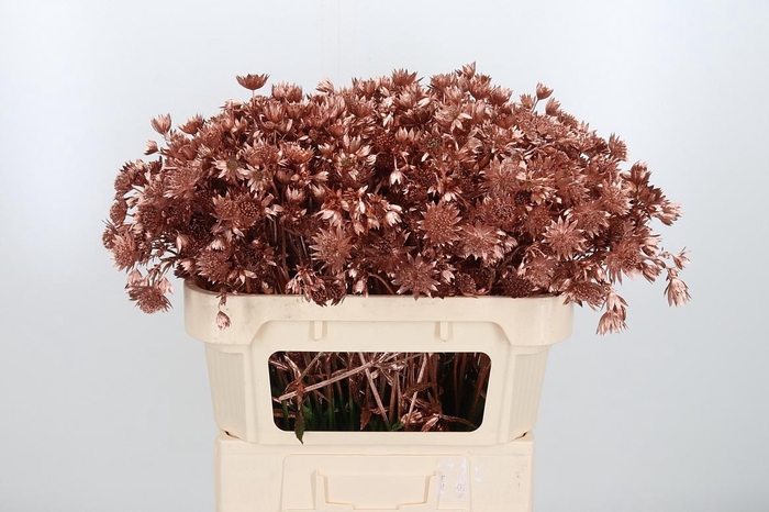 <h4>Astrantia Kl Bh Koper</h4>