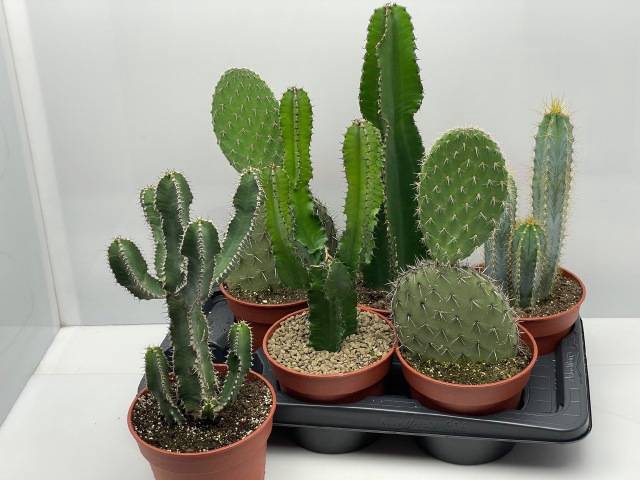 <h4>CACTUS GEM</h4>