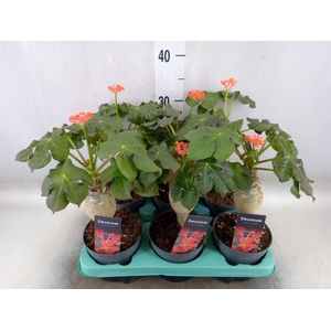 Jatropha podagrica