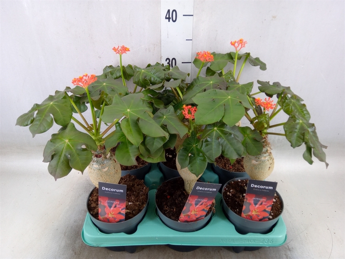 <h4>Jatropha podagrica</h4>