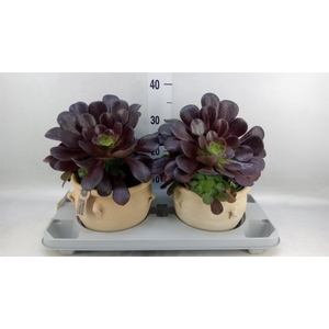 Aeonium arboreum 'Velours'