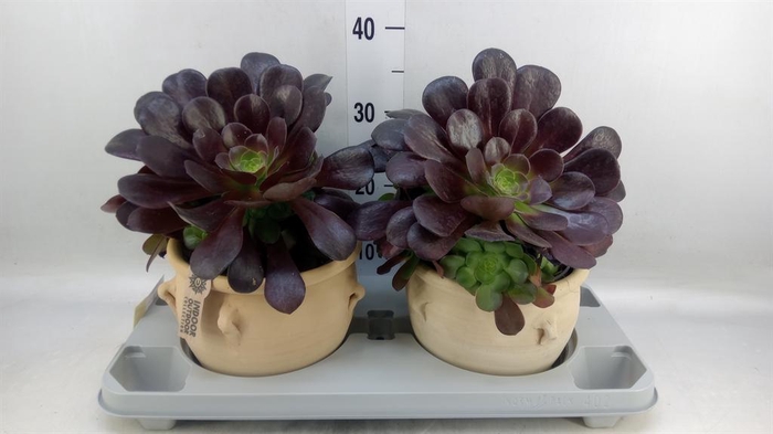 <h4>Aeonium arboreum 'Velours'</h4>