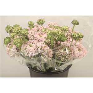 Ran. Pon Pon Candy Super X L