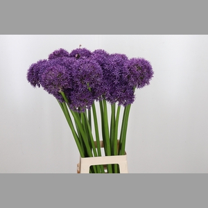 Allium Globemaster