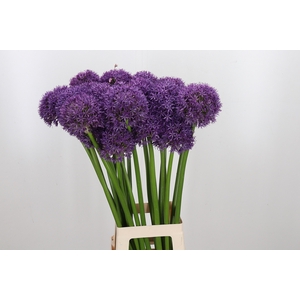 Allium Globemaster