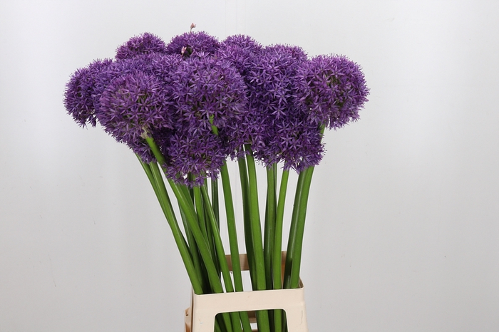<h4>Allium Globemaster</h4>