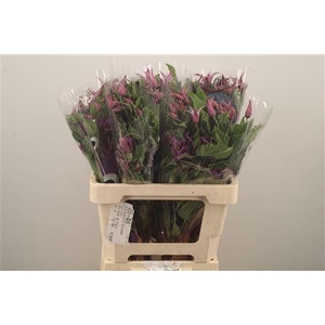 Clematis Amazing Rome Purple