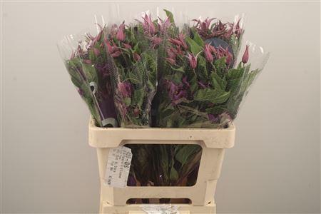 <h4>Clematis Amazing Rome Purple</h4>