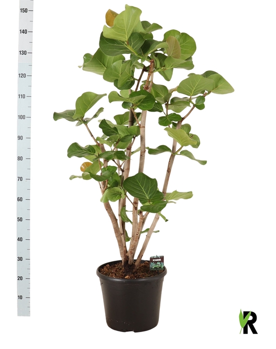 <h4>GROENE PL OV</h4>