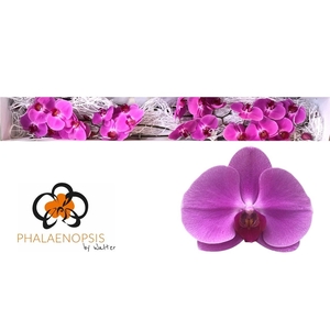 Phalaenopsis Happy Valentina