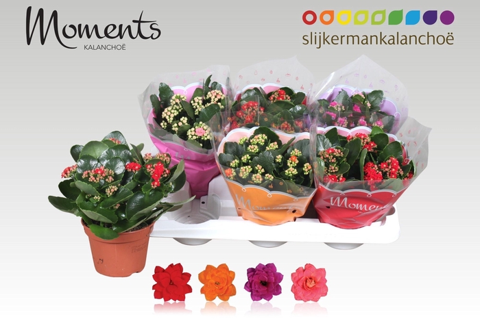 <h4>KAL GE GEM 4 KL</h4>