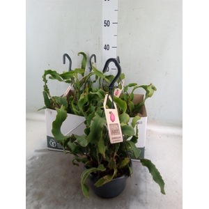 Epiphyllum guatem. var. monstrosa