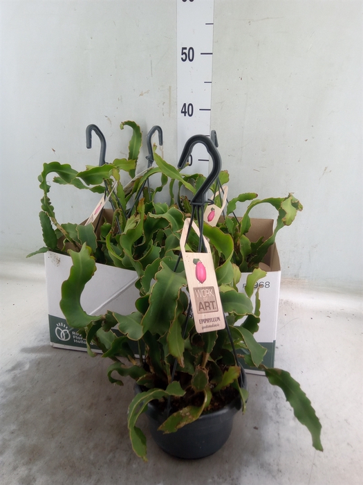 <h4>Epiphyllum guatem. var. monstrosa</h4>