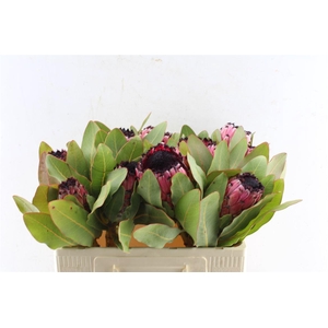 Protea Early Mountain Queen